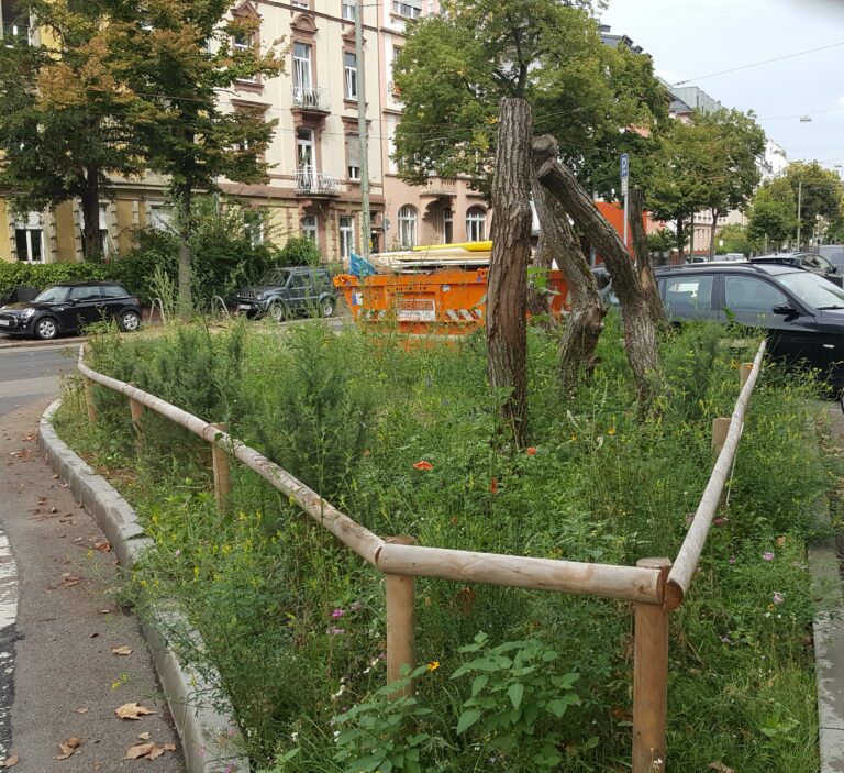 „Klimaoase“ an der Mörfelder Landstraße 125 wächst und gedeiht