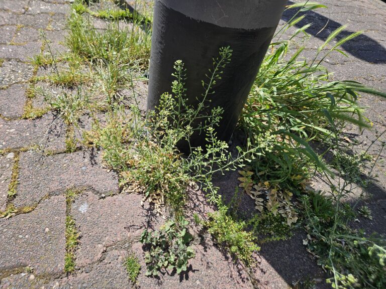 Heilkräuter im Brückenviertel